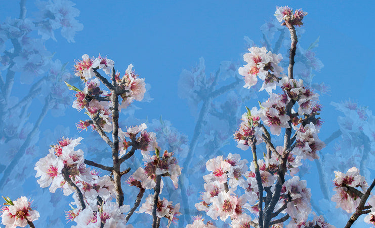 dreamy cherry flowers blue sky modemour